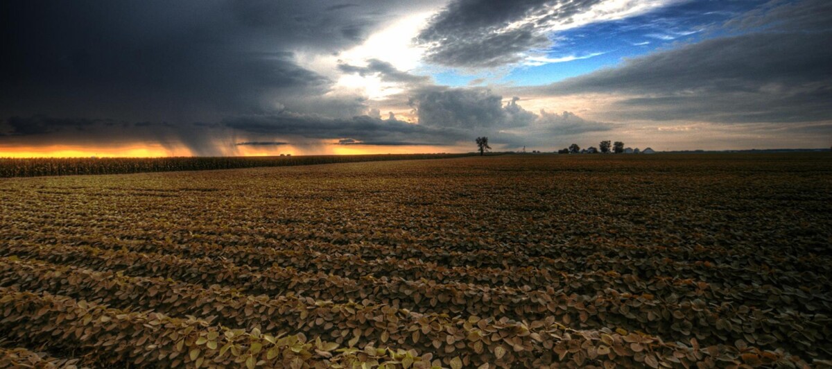 Agricultural Shifts in Zimbabwe: From Corn to Chilies