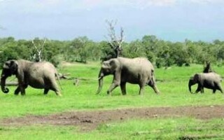 Зимбабве планирует отстрелять 200 слонов для борьбы с последствиями засухи